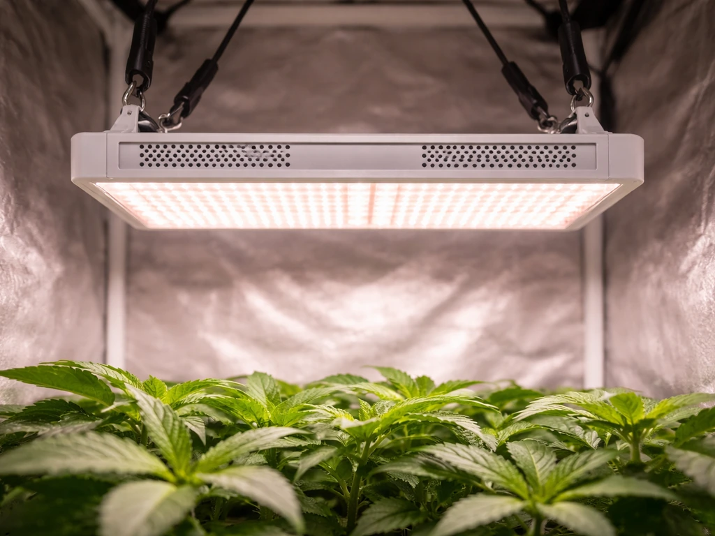 Loriflux-style LED grow light mounted above a small grow tent canopy, glowing over green plants.