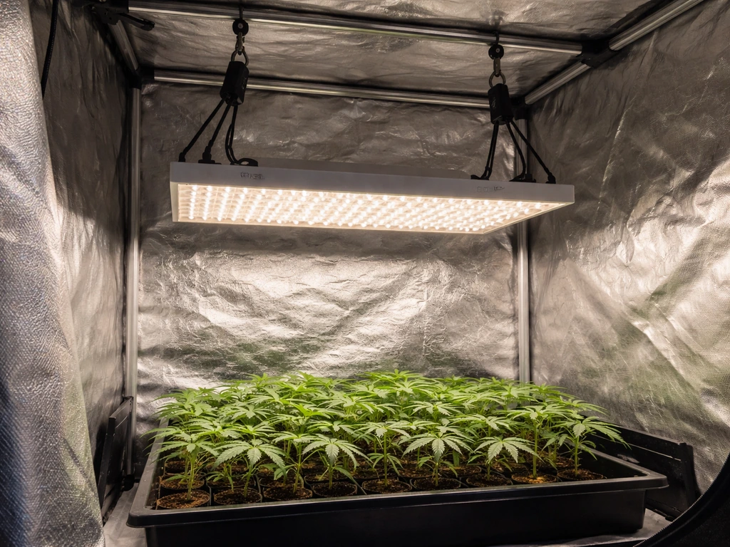 Grow tent with a hanging 600W light secured by ratchet straps above a tray of seedlings.
