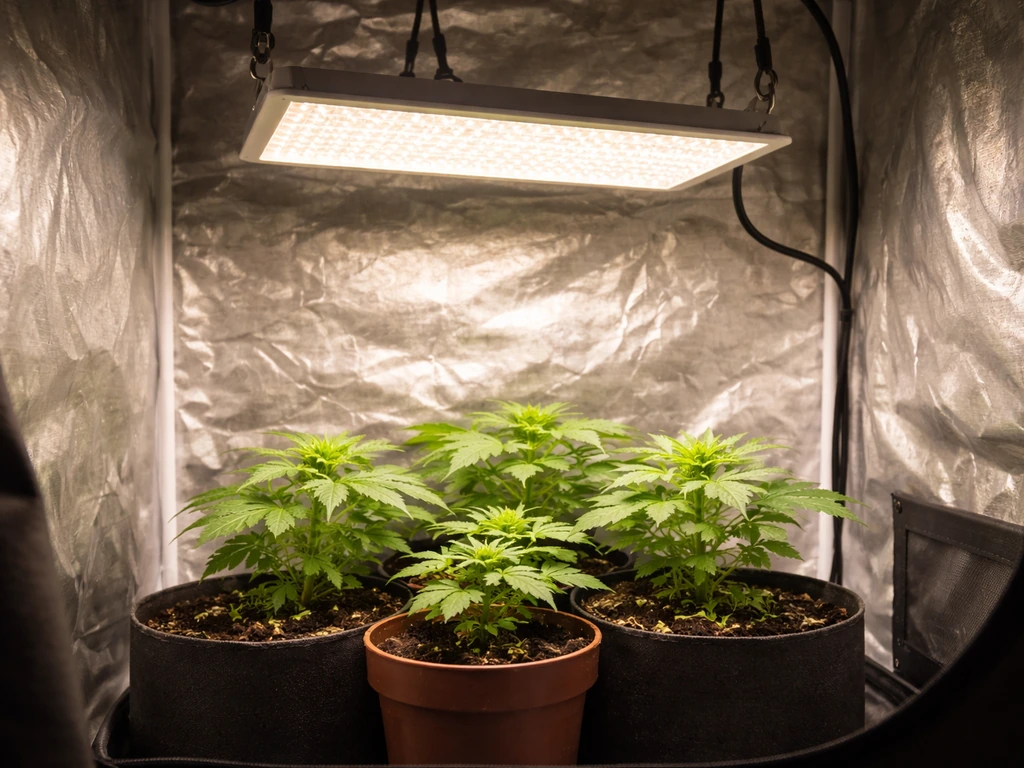 VS1000 LED grow light operating above a compact 2x2 ft canopy inside a grow tent