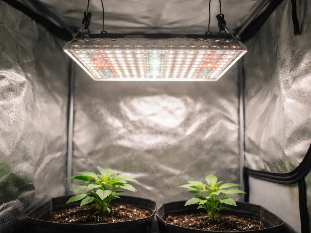 LED grow light centered over a 2x2 indoor grow tent canopy, glowing above seedlings.