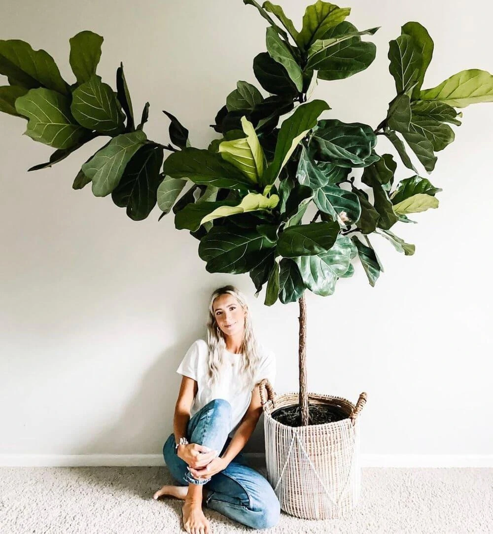 Woman posing indoors next to a large fiddle-leaf fig plant in a woven basket