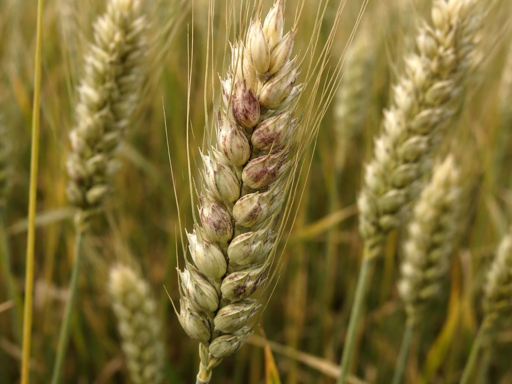 Close-up of wheat heads with uneven bleaching and scabby reddish-brown Fusarium head blight patches.
