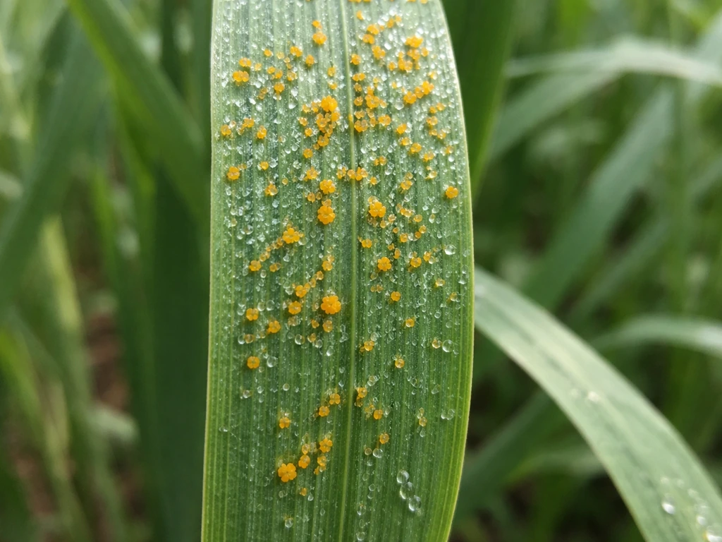 Closeup of oat leaf showing crown rust with small orange-yellow pustules near the top/flag leaf