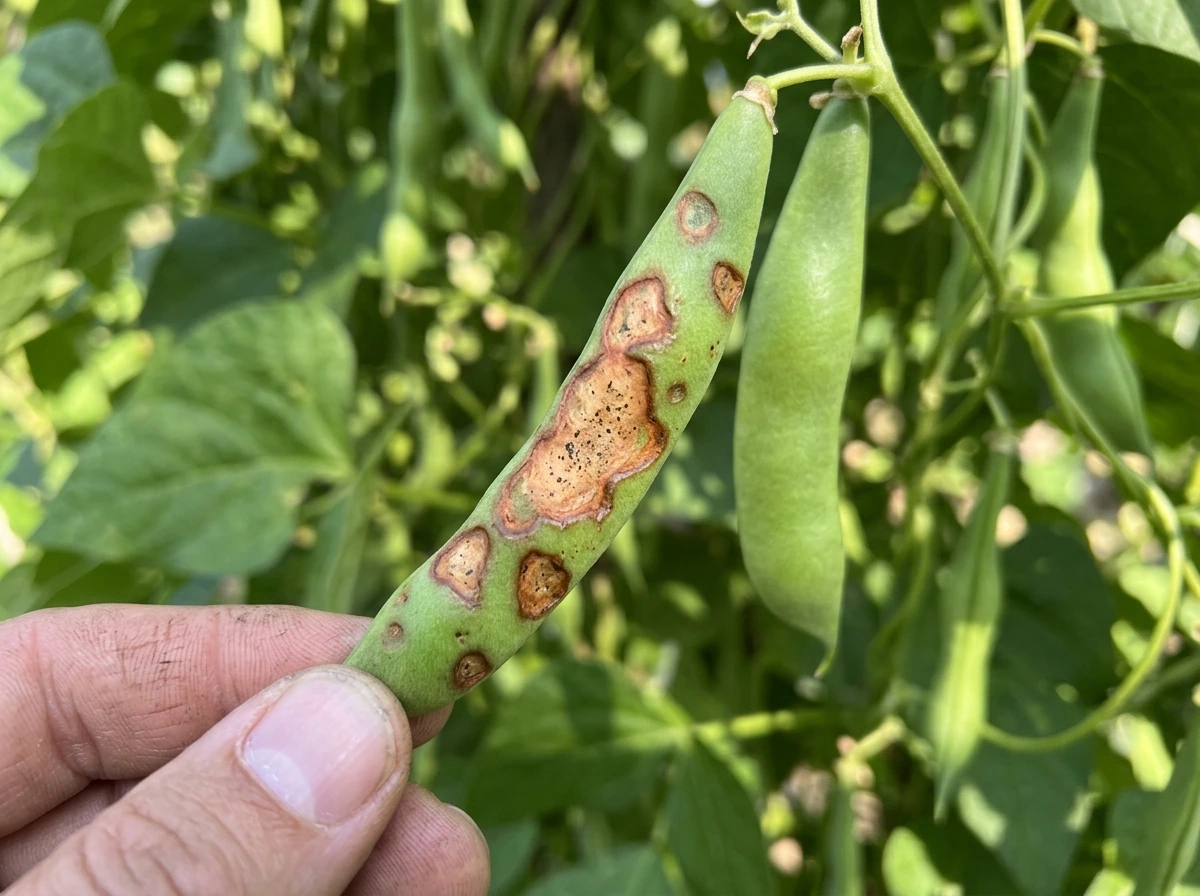 Anthracnose lesions on green bean pods