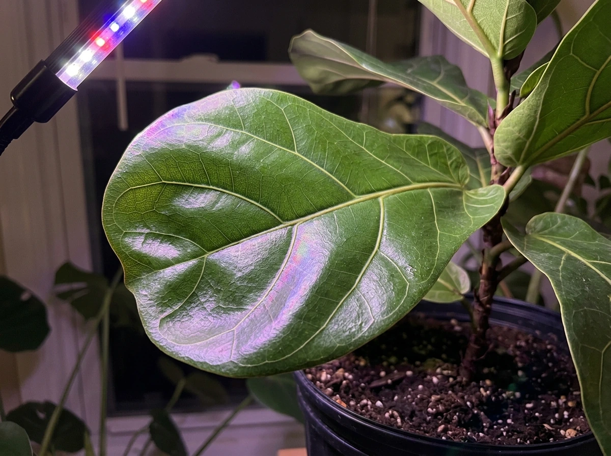 will an led light help plants grow