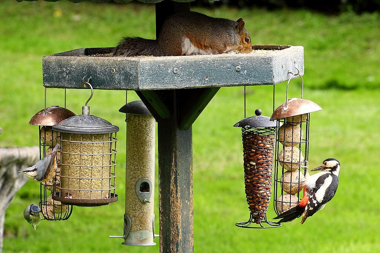 best bird feeder for apartment balcony