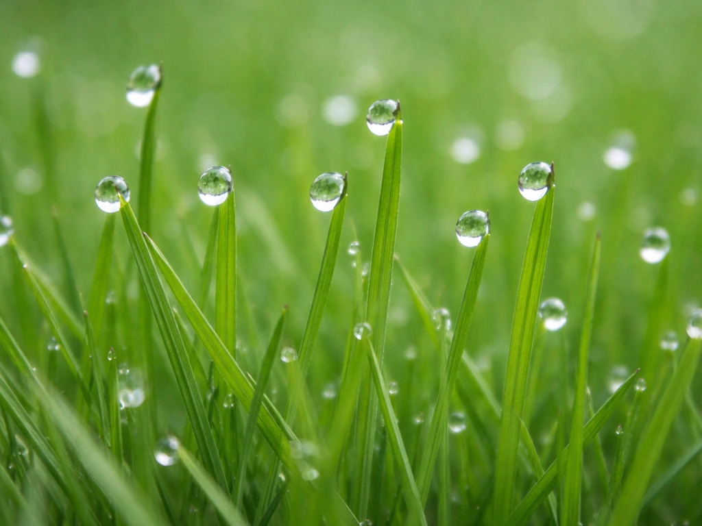 Close-up van waterdruppels op grassprietjes in koel fel licht, zonder verbrande of beschadigde plekken.