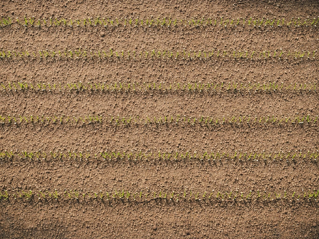Bovenaanzicht van een strak zaaibed met vers gezaaid graszaad en net ontkiemende sprietjes.
