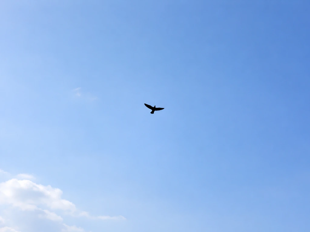 A lone bird silhouette soaring in a bright open sky, symbolizing complete freedom.