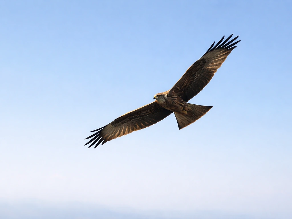 A black kite raptor soaring over open sky with long wings, illustrating “kite bird” as Accipitridae.