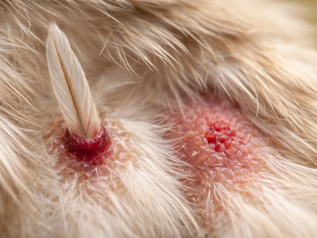 Close-up of a bird feather follicle area showing healthy growth versus a damaged, pulled feather state.
