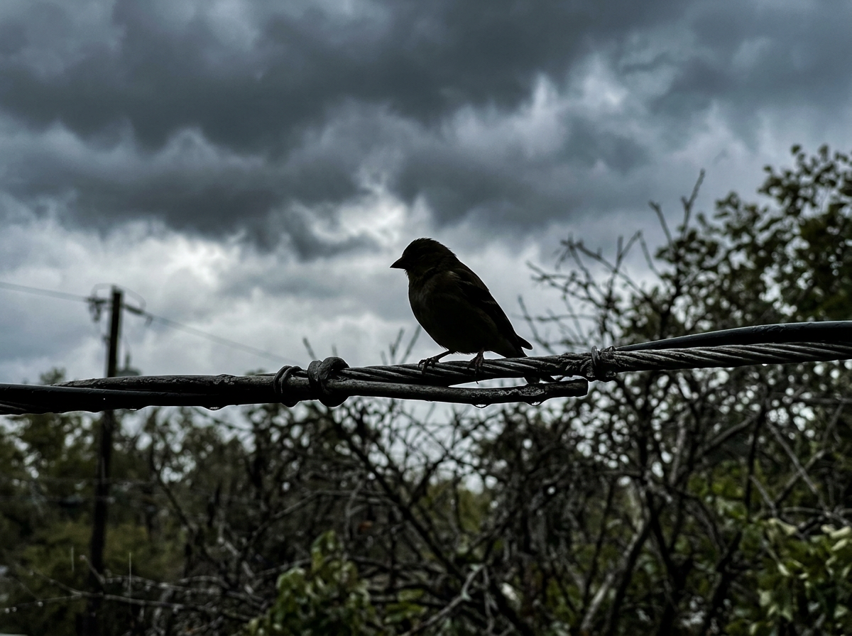 Bird perched on exposed utility wires during a stormy sky