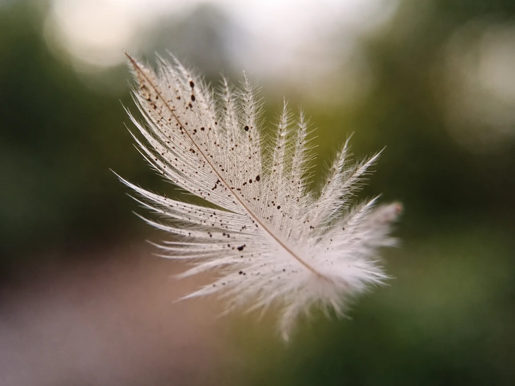 Macro close-up of a feather fragment with tiny dark mites on the feather texture.