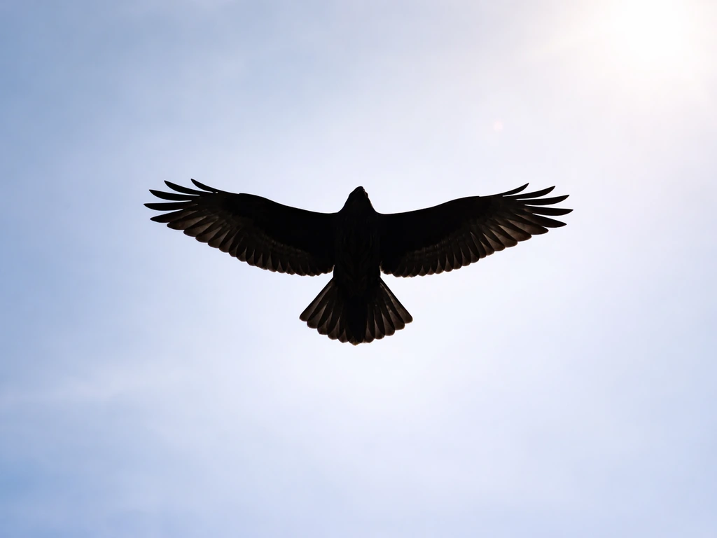 Backlit hawk silhouette in flight, highlighting wing shape and tail proportions against a bright sky