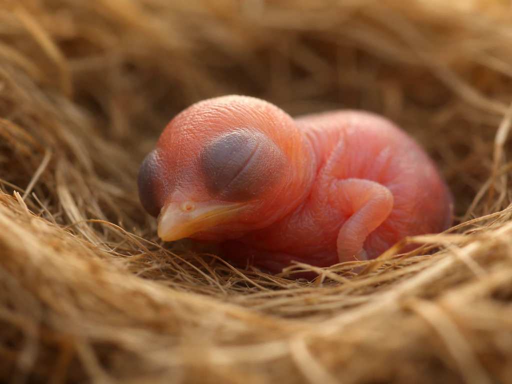 Close-up of a bare newborn bird hatchling with pink skin and eyes closed in a small nest.