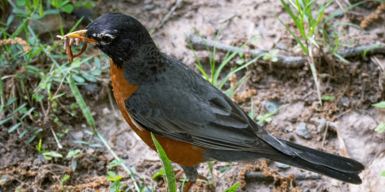 An American robin holding a worm in its beak while standing on the ground among grass and mud.
