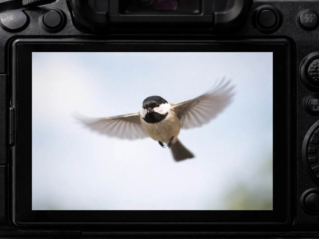 Camera view with AF eye target locked on a bird in flight during a burst, blurred wings in motion