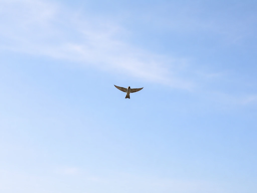 A small bird flying freely in a wide open sky, symbolizing being unburdened and carefree.