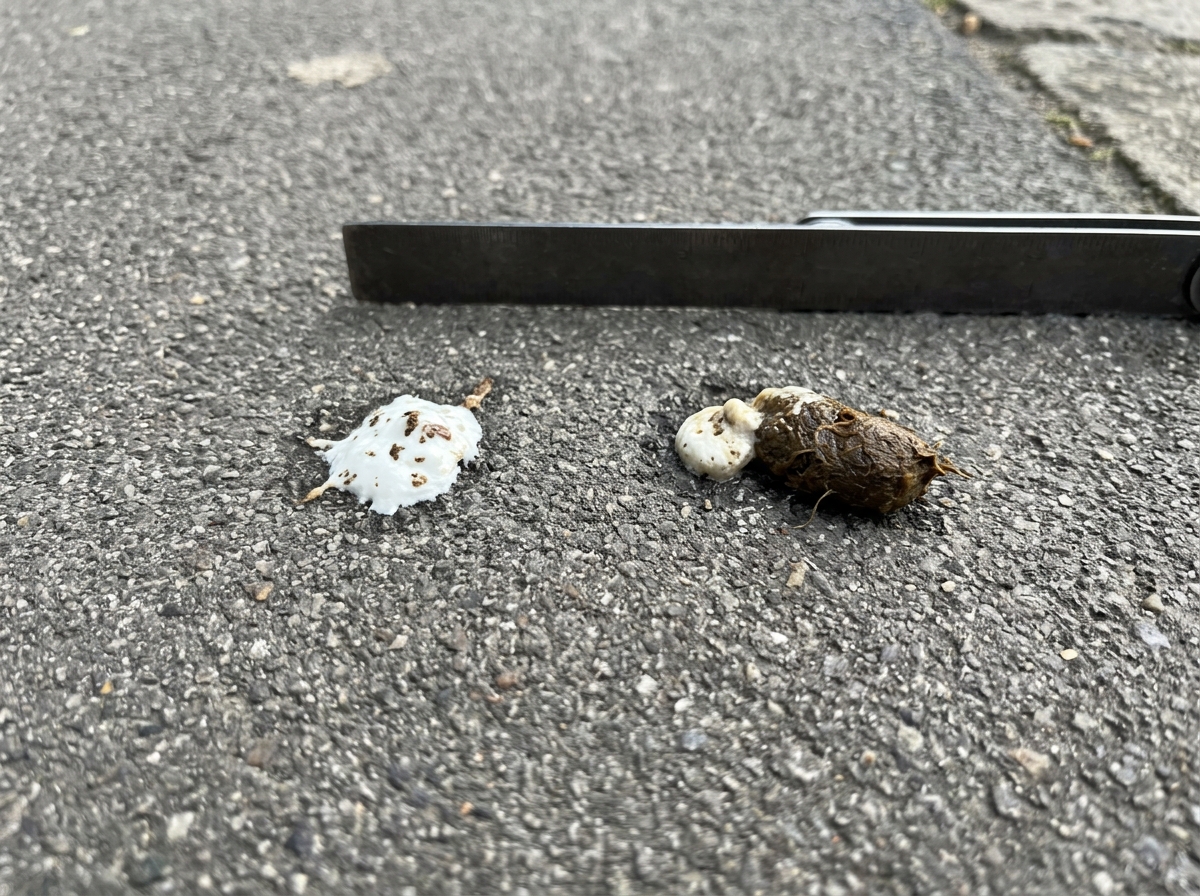 Bird droppings with white and brown components side-by-side