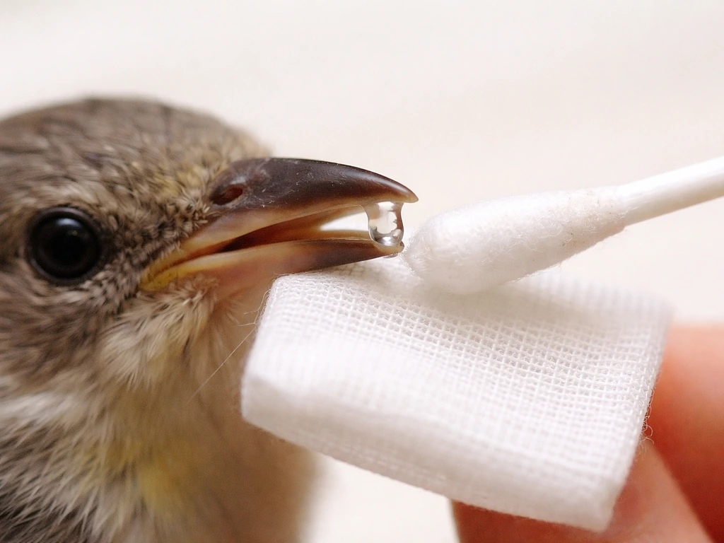 Close-up of a sterile swab and gauze pad collecting a small droplet of secretion from a bird’s beak