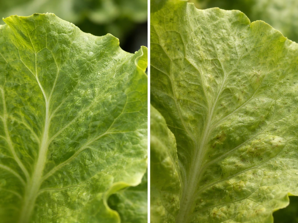 Split-view close-ups of lettuce leaves showing crisp textures and nutrient-related leaf stress patterns