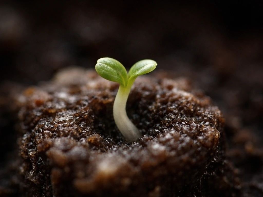 Macro of a lettuce seedling with a tiny curved hypocotyl and cotyledons emerging from moist soil.