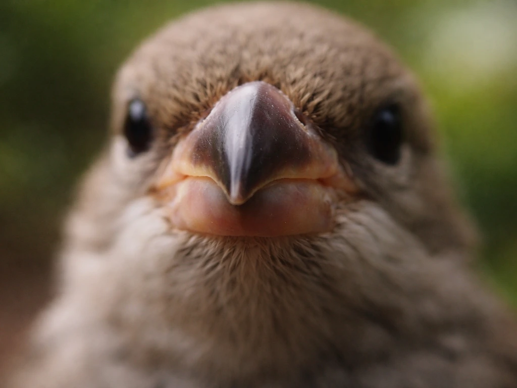 What Are Bird Beaks Made Of? Keratin, Not Bone