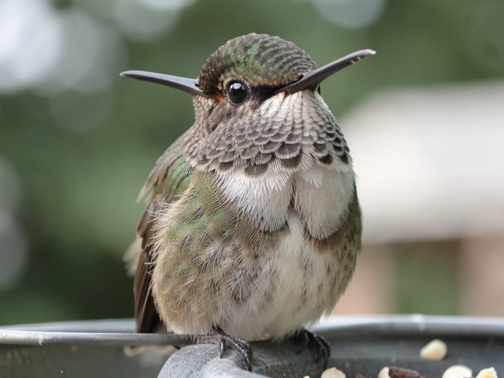 Anna’s hummingbird during molt with patchy dull/irregular feather growth