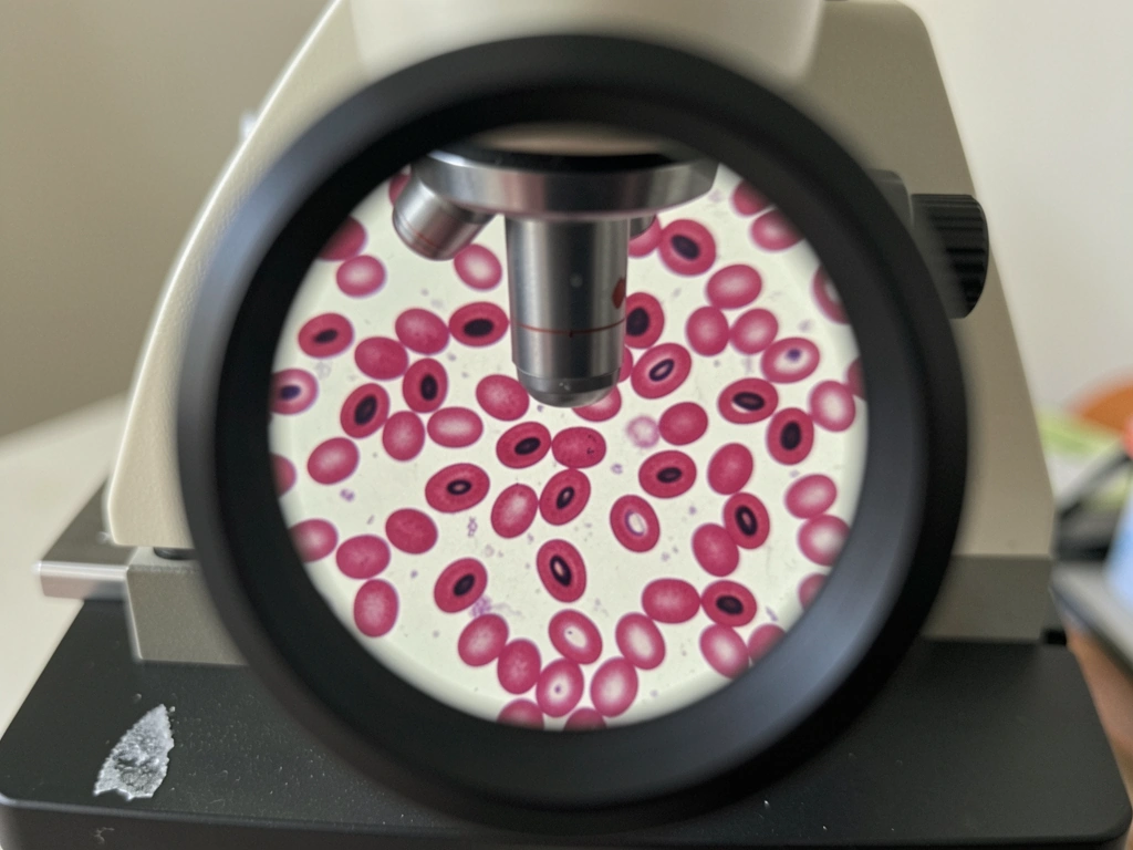 Microscope view of Wright-stained bird blood smear showing oval RBCs with dark nuclei.