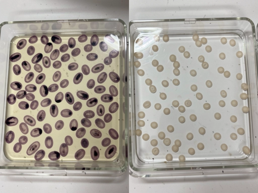 Side-by-side stained smear comparison: bird oval nucleated RBCs vs human anucleate pale discs.