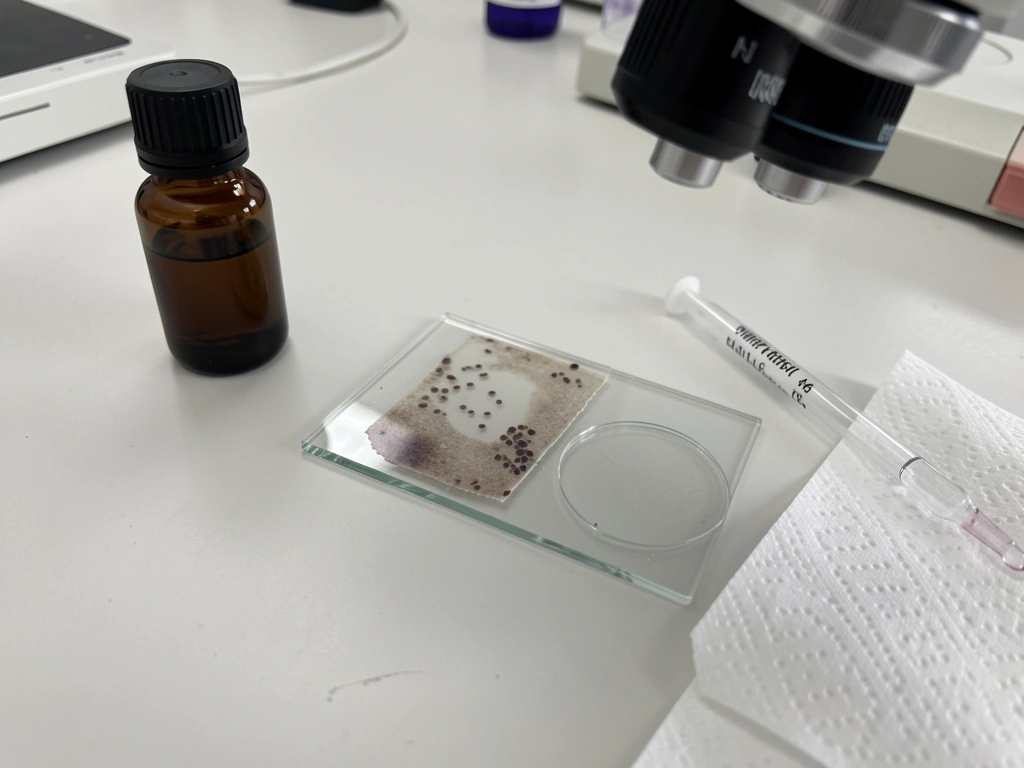 Prepared microscope smear materials laid out for confirming nucleated avian RBCs with staining.