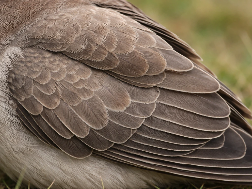 Close-up of a bird wing folded against the body, showing layered feather outline and jointed structure.