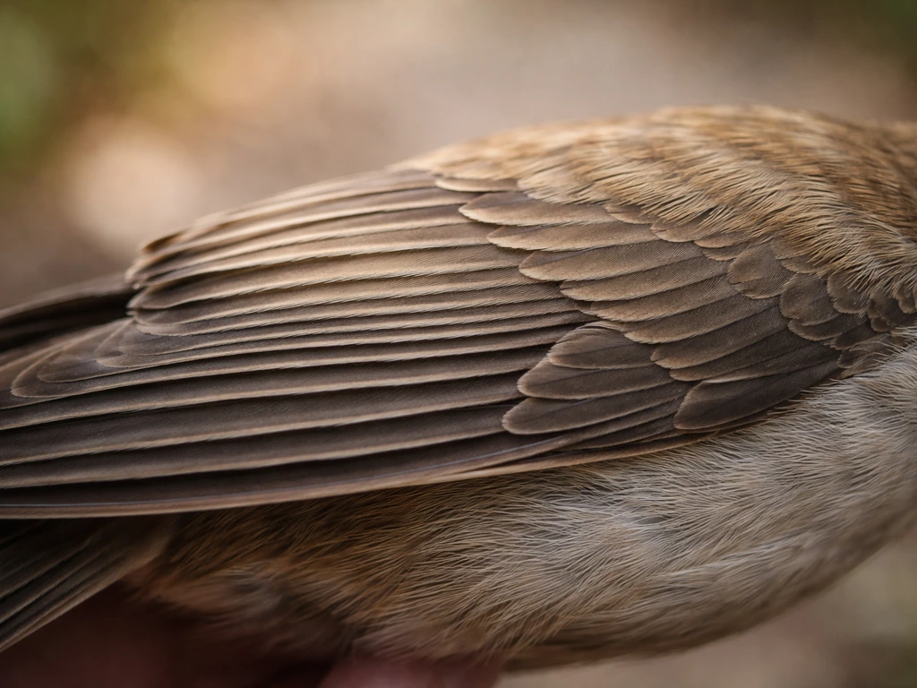 Macro closeup of a closed bird wing showing primaries and overlapping coverts layered neatly.