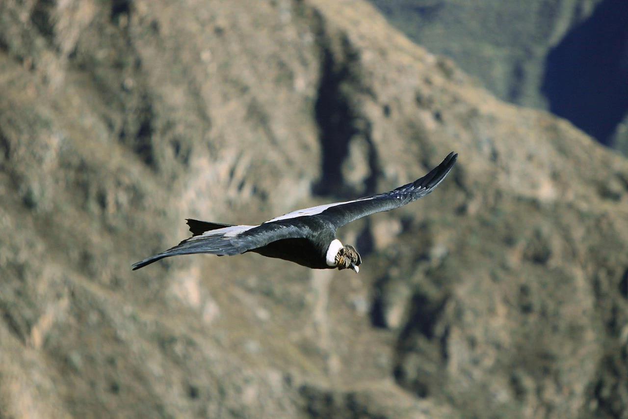 Andean condor soaring in front of rocky cliffs