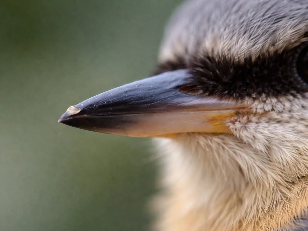do bird beaks grow