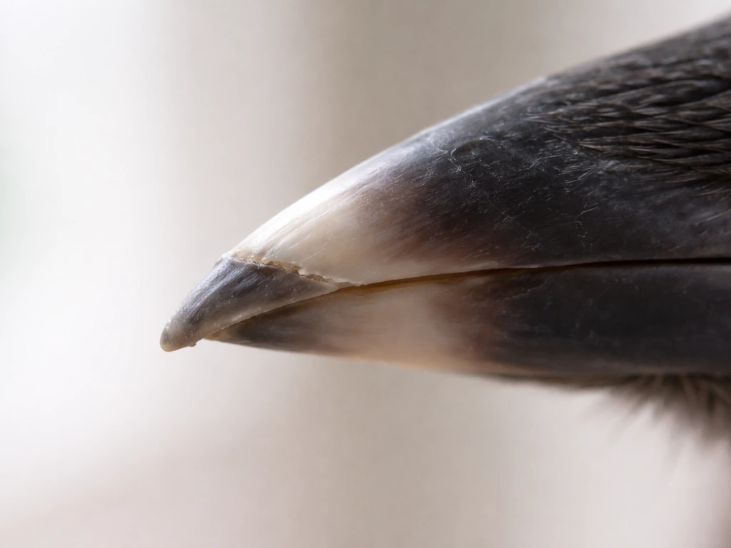 Close-up of a bird beak showing a chipped edge and smoother new keratin growth near the base.