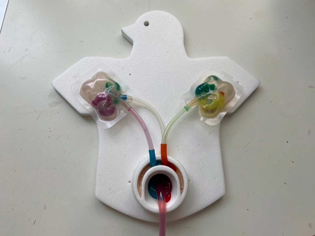 Kidney-to-ureter to cloaca flow model showing where bird urinary waste exits