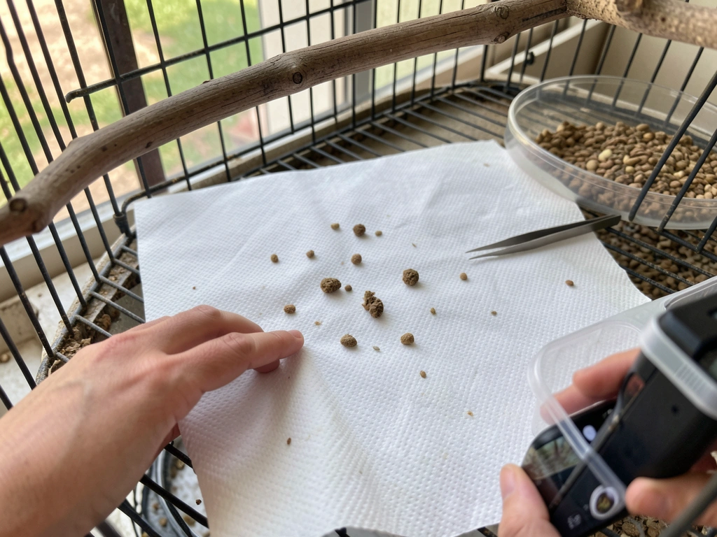 Paper towel lined cage floor for photographing bird droppings in natural light