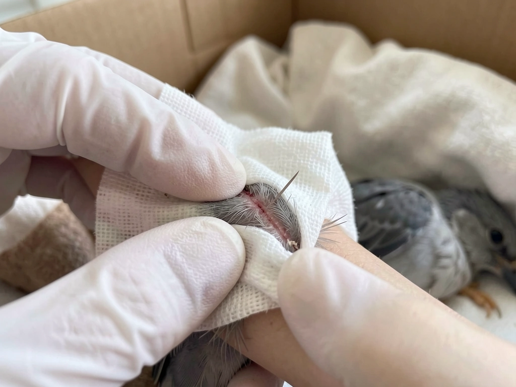 Immediate first aid: clean gauze applying steady pressure to a bleeding wound