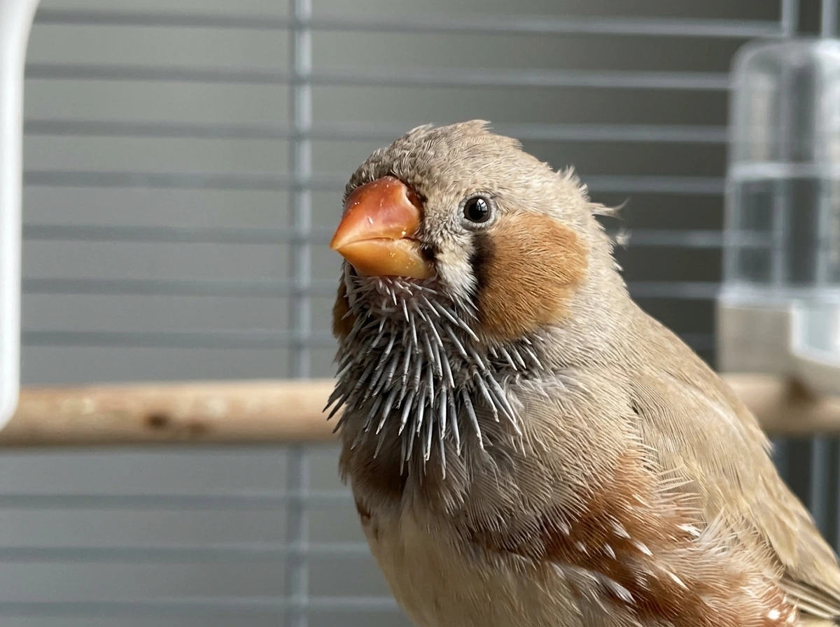 Pin feathers on a bird’s neck/head with twitching