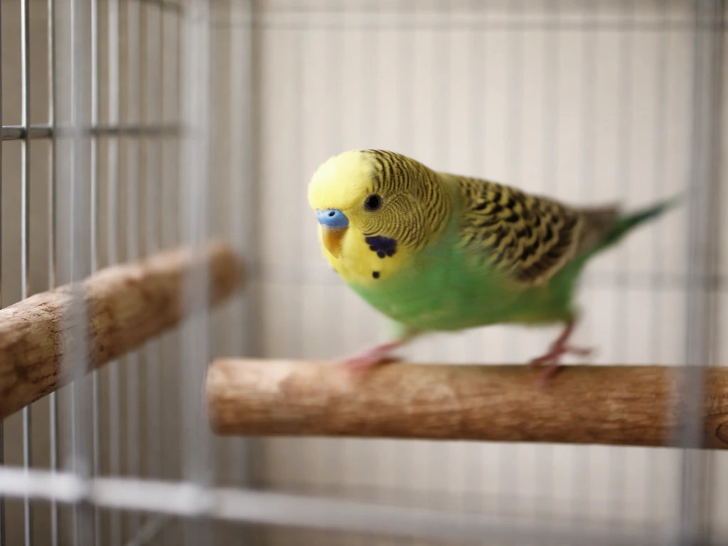 Why Is My Bird Pacing Back and Forth in Its Cage?