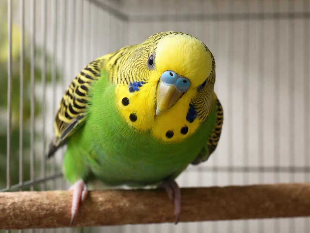 Mature male budgie in a simple indoor cage display, head bobbing in a courtship posture