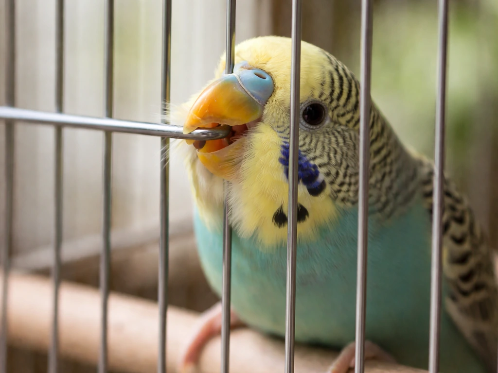 Close-up of a pet bird tapping its beak against cage bars in natural light.