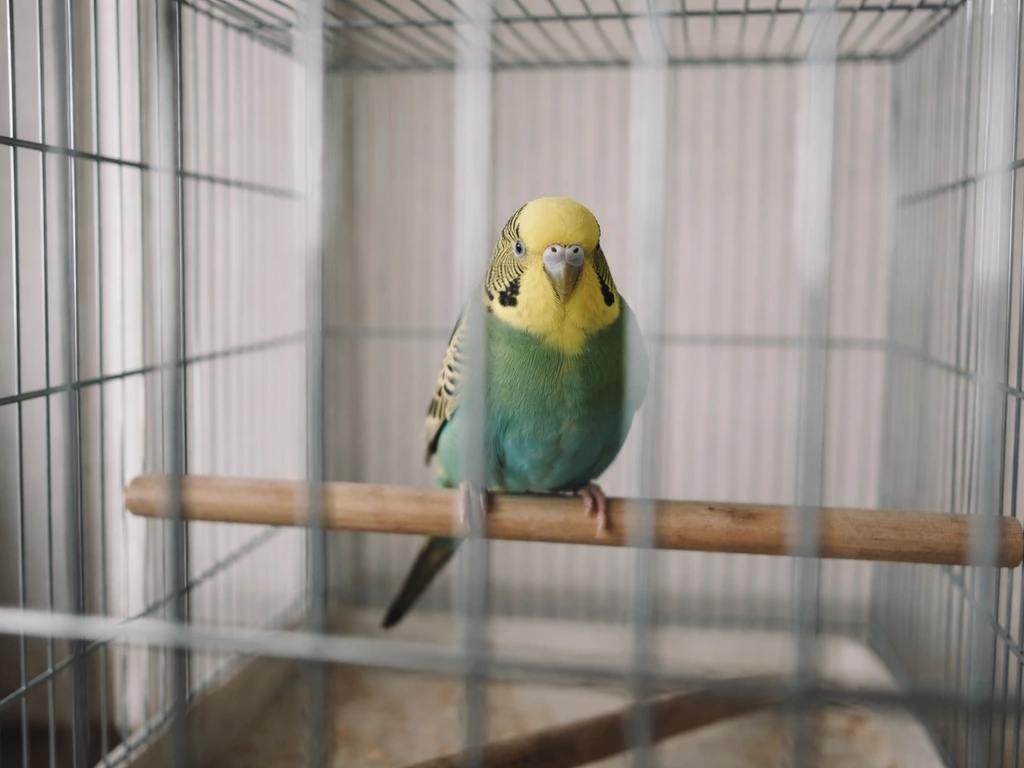 A small birdcage with sparse perches and no toys, showing empty bars and limited enrichment.
