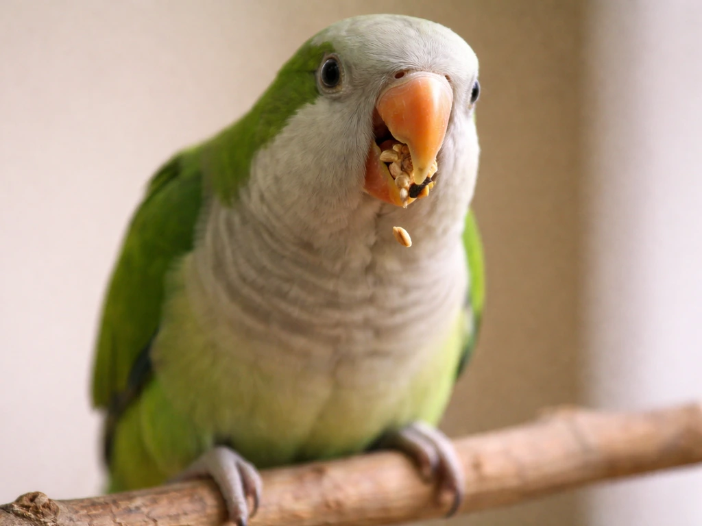 Why Is My Bird Vomiting Seeds? Causes and What to Do