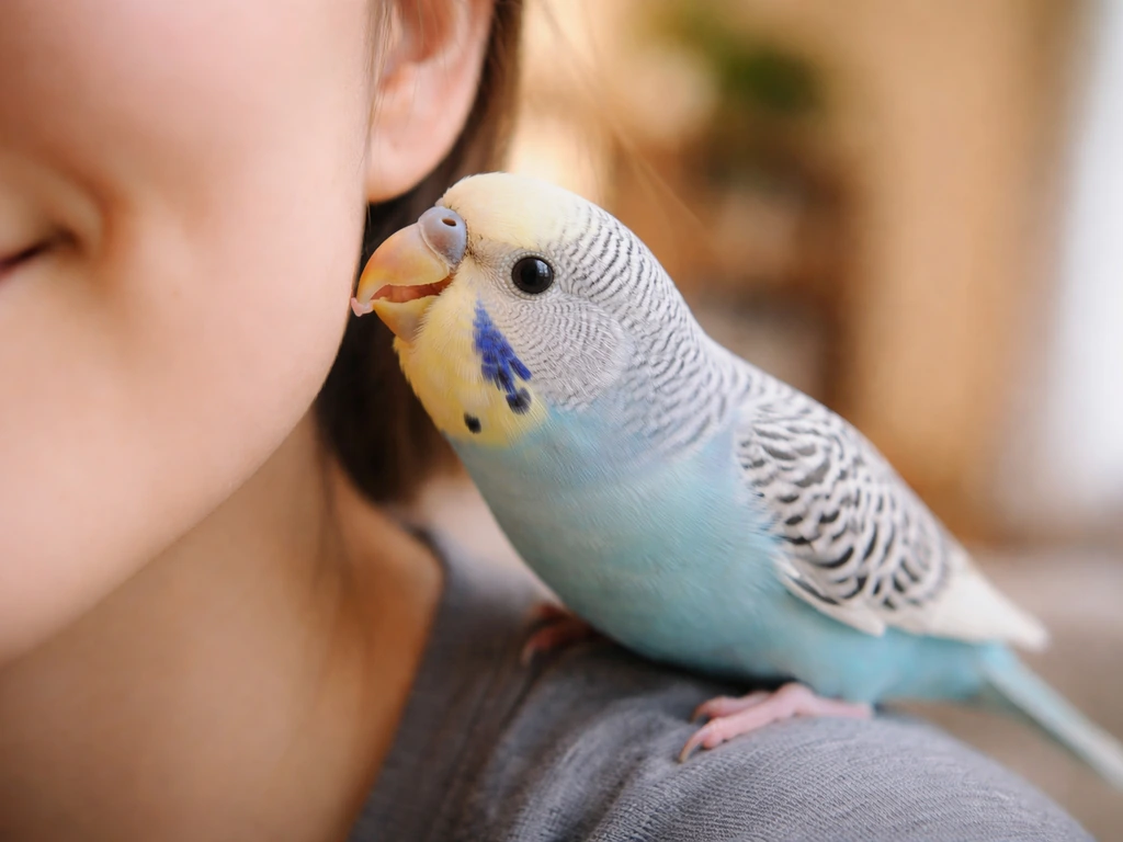 Why Does My Bird Lick My Face? Causes and What to Do