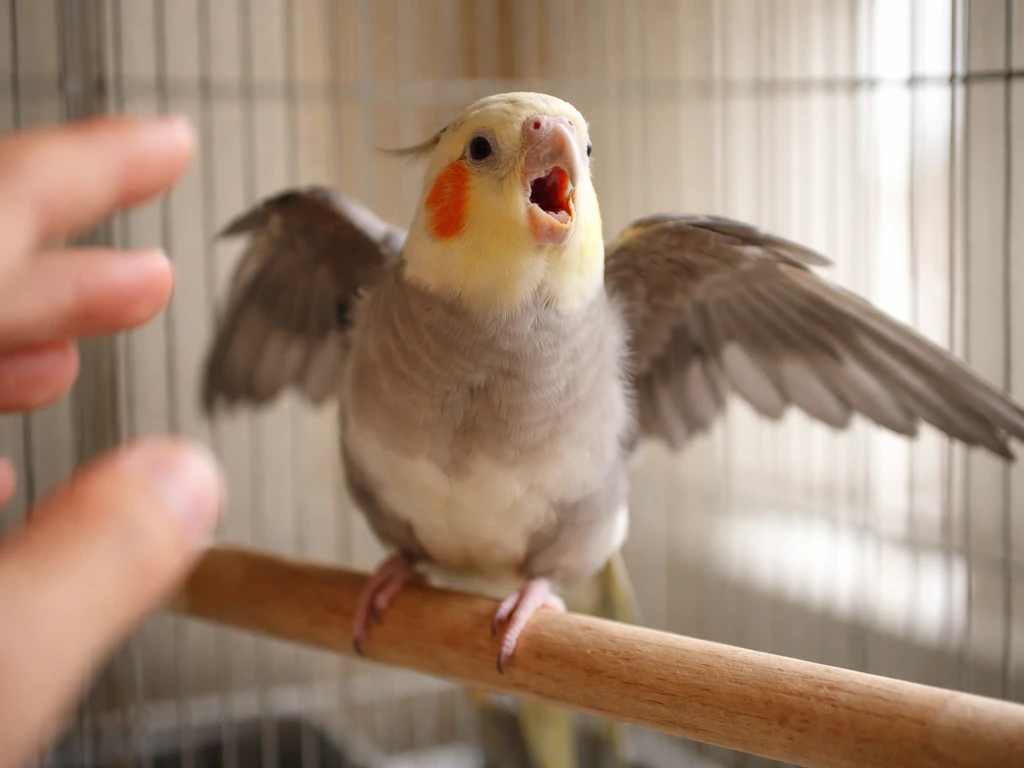 Close-up of a pet bird with wings partly spread and mouth open, perched on a dowel indoors.