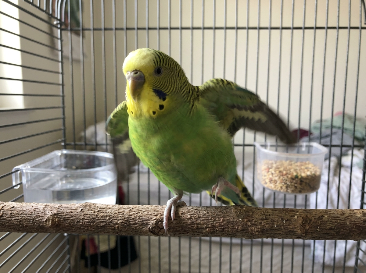 Why Is My Bird Shaking? Causes and What to Do Now