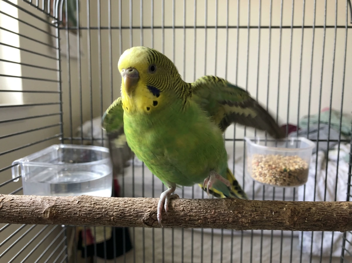 Why Is My Bird Shaking? Causes and What to Do Now