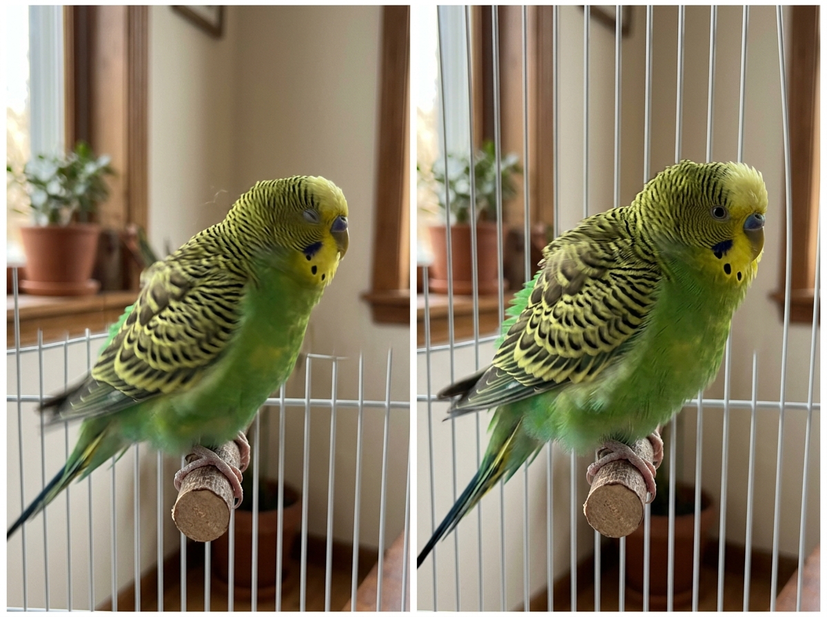Bird in brief normal shake vs more intense trembling moment (two frames).